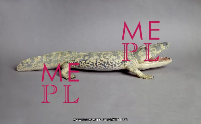 : Paracyclotosaurus davidi, model : Paracyclotosaurus davidi, model
