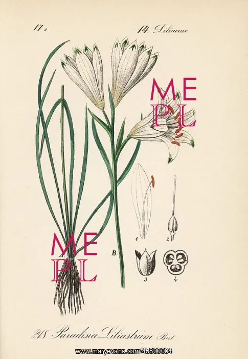 : Paradise lily, Paradisea liliastrum : Paradise lily, Paradisea liliastrum