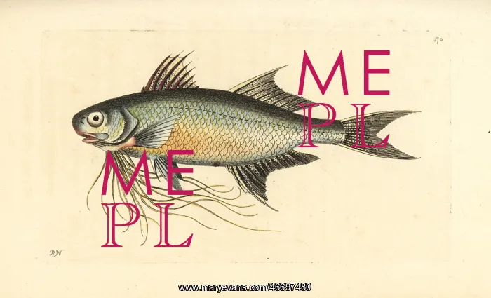 : Paradise threadfin, Polynemus paradiseus : Paradise threadfin, Polynemus paradiseus