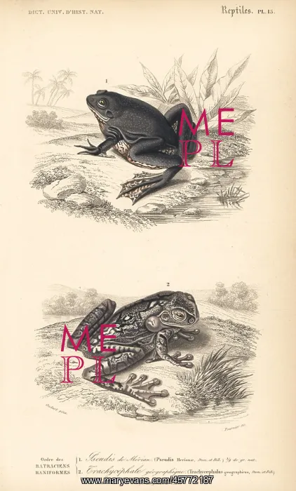 : Paradoxical frog and black-spotted casque-headed tree frog : Paradoxical frog and black-spotted casque-headed tree frog