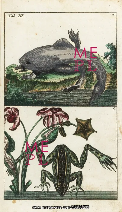 : Paradoxical frog and Labyrinthine toad-frog : Paradoxical frog and Labyrinthine toad-frog