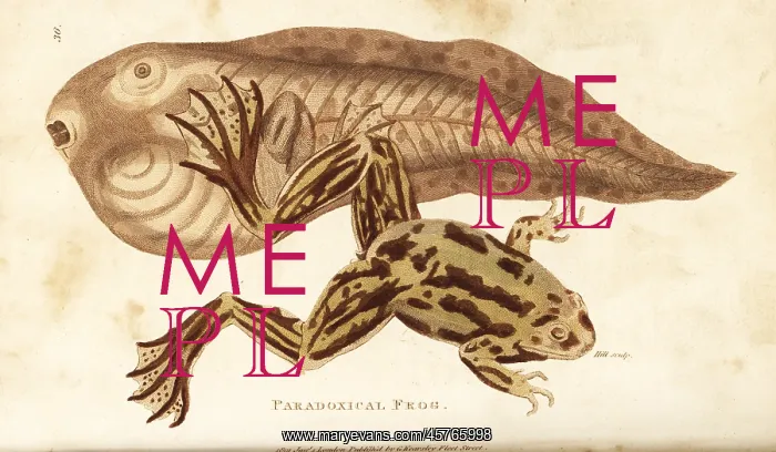 : Paradoxical frog, Pseudis paradoxa : Paradoxical frog, Pseudis paradoxa