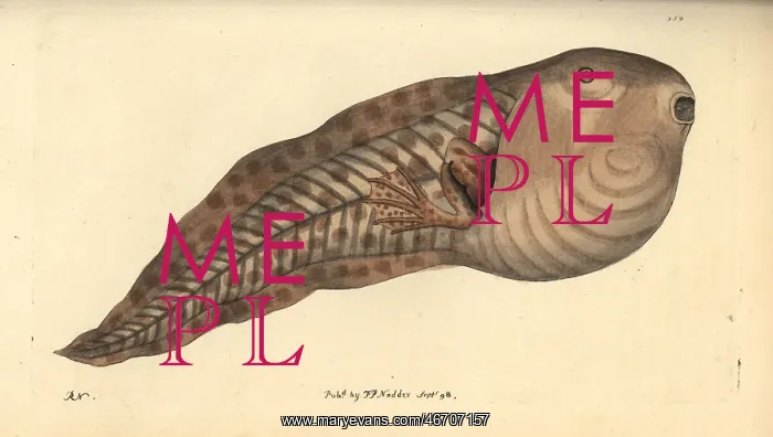 : Paradoxical frog, Pseudis paradoxa, tadpole stage : Paradoxical frog, Pseudis paradoxa, tadpole stage