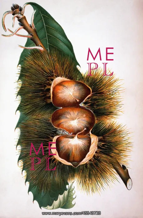 : Paragon Chestnuts - Nuts - Food - Historical : Paragon Chestnuts - Nuts - Food - Historical