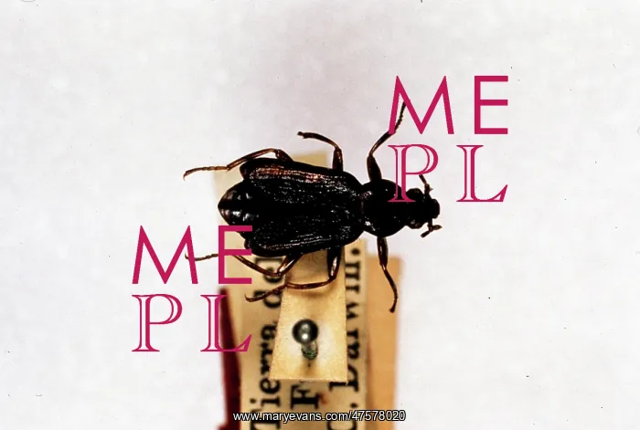 : Parahelops darwinii, beetle : Parahelops darwinii, beetle