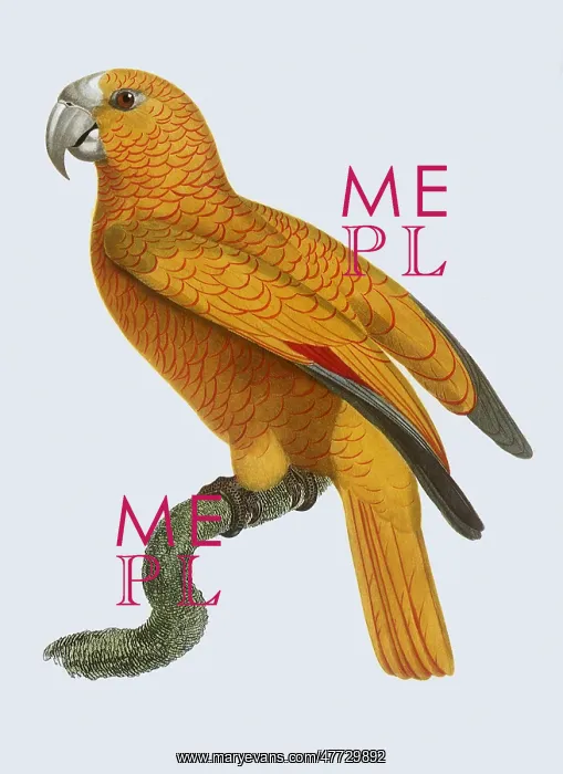  : Parakeet