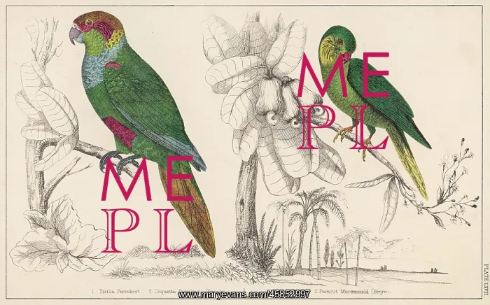 : TWO PARAKEETS - 2 : TWO PARAKEETS - 2