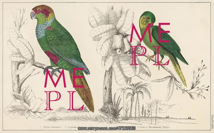 : TWO PARAKEETS - 2 : TWO PARAKEETS - 2