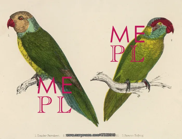 : TWO PARAKEETS : TWO PARAKEETS