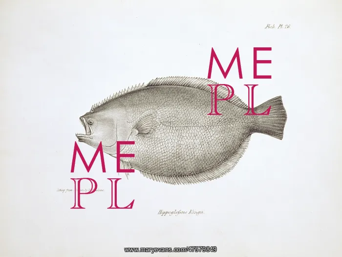 : Paralichthys adspersus, fine flounder : Paralichthys adspersus, fine flounder