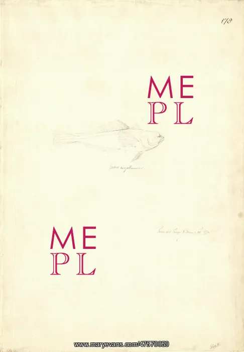  : Paranotothenia magellanica, Maori cod