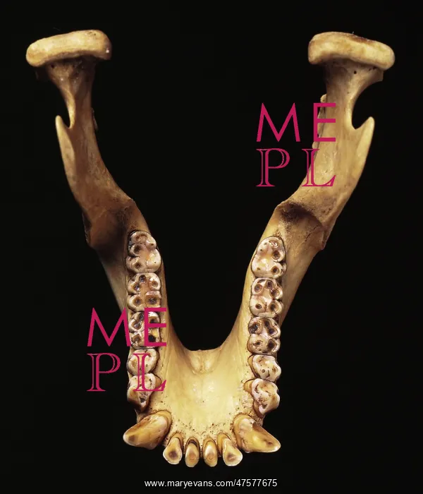 : Paranthropus robustus jaw bone : Paranthropus robustus jaw bone