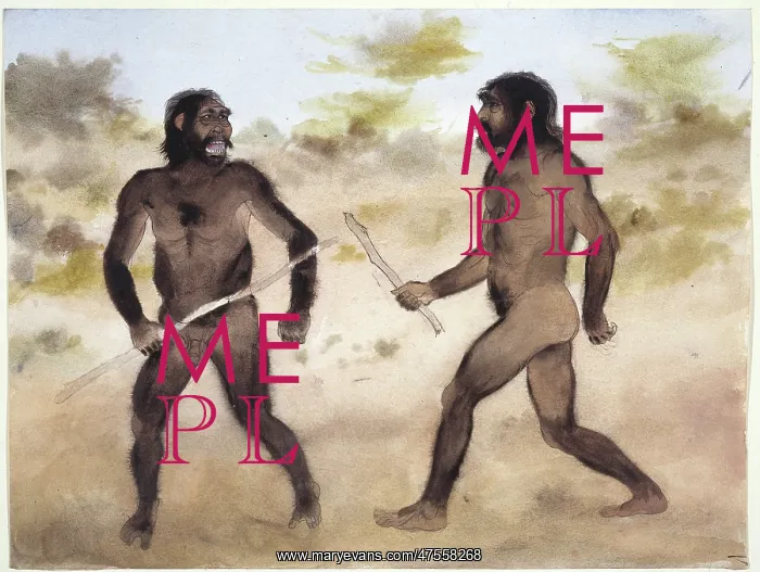 : Paranthropus sp. (left) and Homo erectus (right) : Paranthropus sp. (left) and Homo erectus (right)