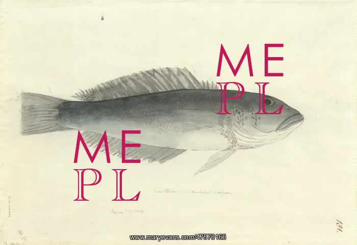 : Parapercis colias, blue cod : Parapercis colias, blue cod