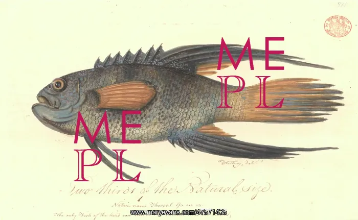 : Paraplesiops bleekeri, eastern blue devil : Paraplesiops bleekeri, eastern blue devil