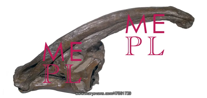 : Parasaurolophus skull : Parasaurolophus skull