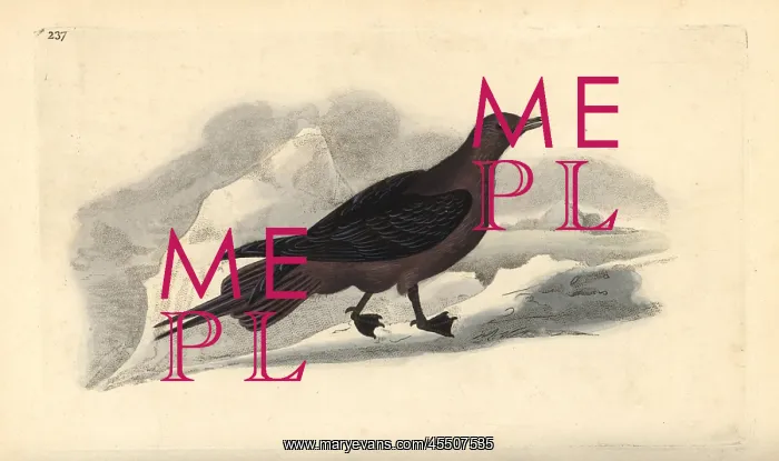 : Parasitic Jaeger, Stercorarius parasiticus : Parasitic Jaeger, Stercorarius parasiticus