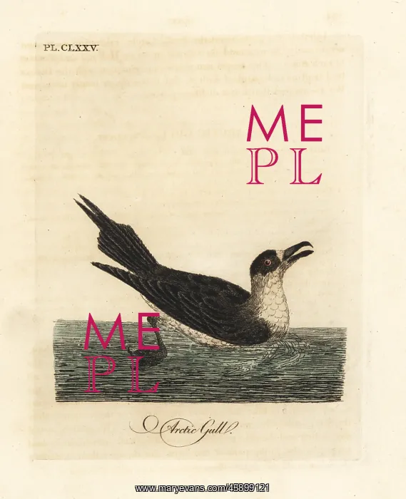 : Parasitic jaeger, Stercorarius parasiticus : Parasitic jaeger, Stercorarius parasiticus