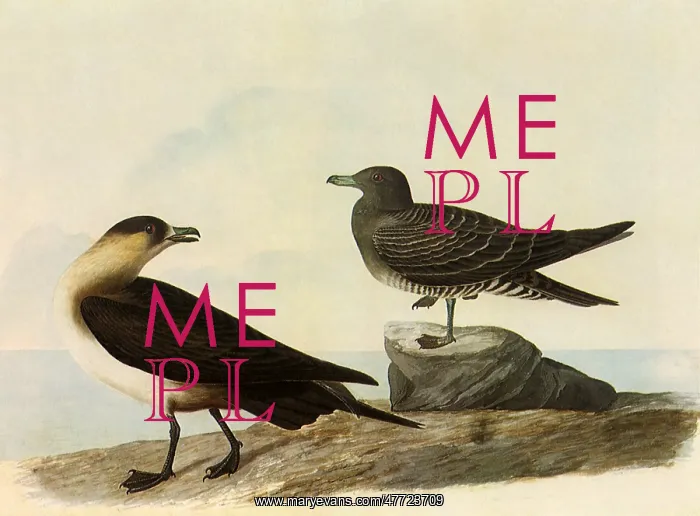 : Parasitic Jaeger, Stercorarius parasiticus : Parasitic Jaeger, Stercorarius parasiticus