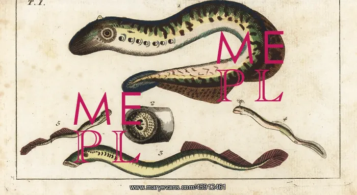 : Parasitic lamprey eels : Parasitic lamprey eels