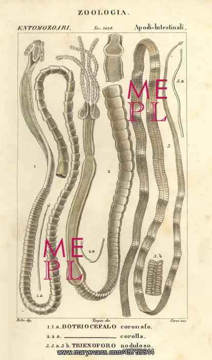 : Parasitic worms and tapeworms : Parasitic worms and tapeworms