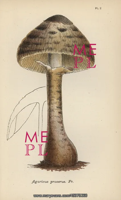 : Parasol mushroom, Agaricus procerus : Parasol mushroom, Agaricus procerus