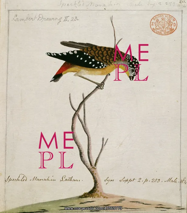: Pardalotus punctatus, spotted pardalote : Pardalotus punctatus, spotted pardalote