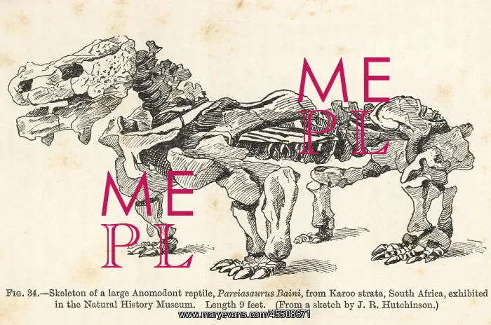 : Pareiasaurus serridens skeleton : Pareiasaurus serridens skeleton