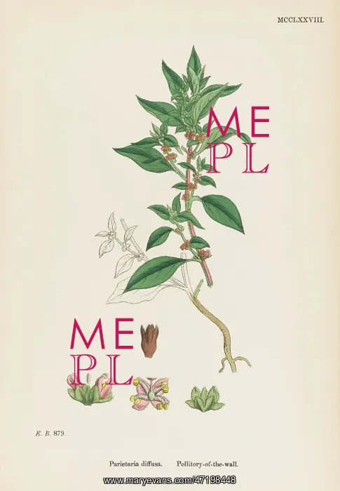  : PARIETARIA DIFFUSA