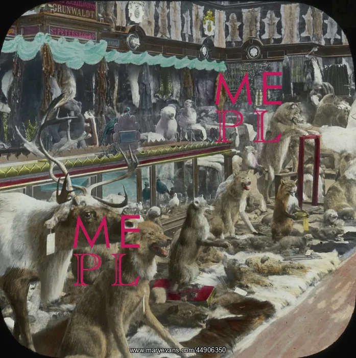 : Paris Exhibition 1900 - Stuffed Animals and Pelts : Paris Exhibition 1900 - Stuffed Animals and Pelts