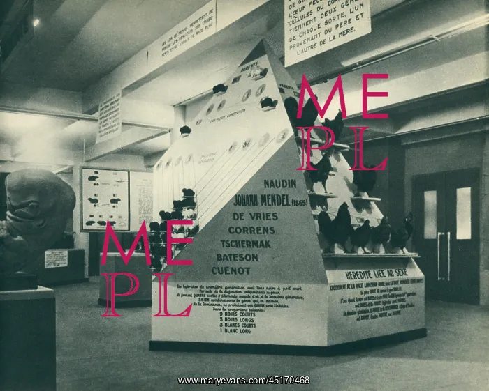 : Paris Expo 1937, Mendel's Laws : Paris Expo 1937, Mendel's Laws