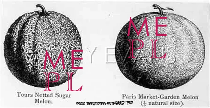  : PARIS M-GARDEN MELON