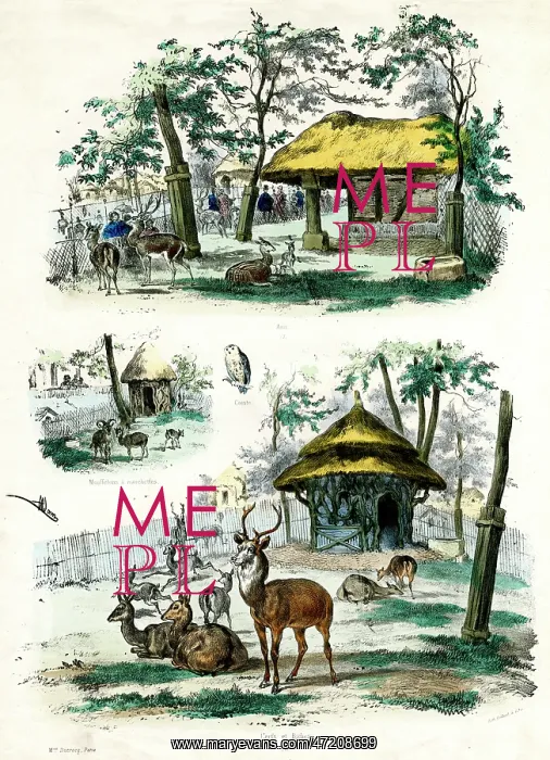 : PARIS ZOO - DEER