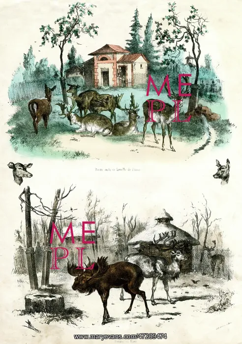  : PARIS ZOO - ELK