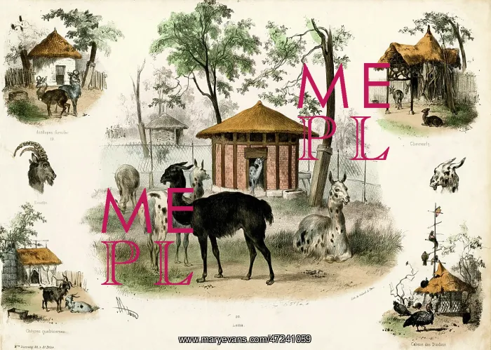 : PARIS ZOO - LLAMA : PARIS ZOO - LLAMA