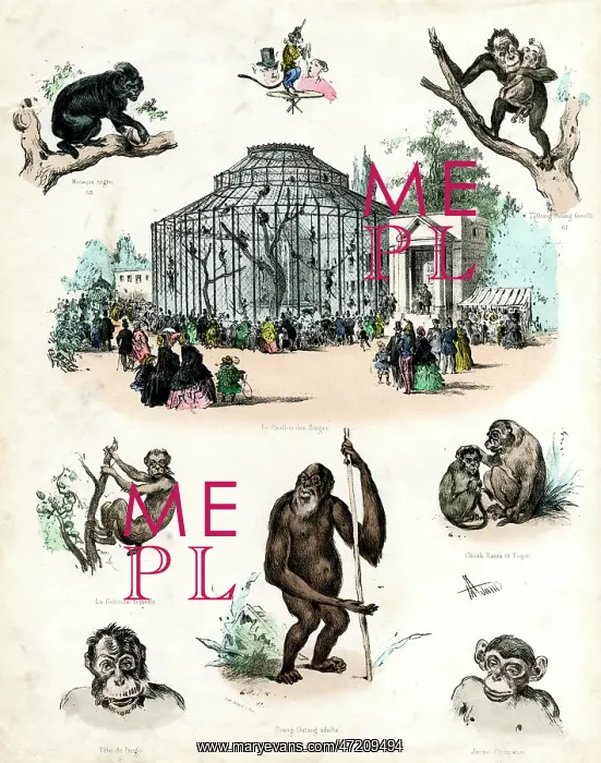 : Paris Zoo - Monkeys : Paris Zoo - Monkeys