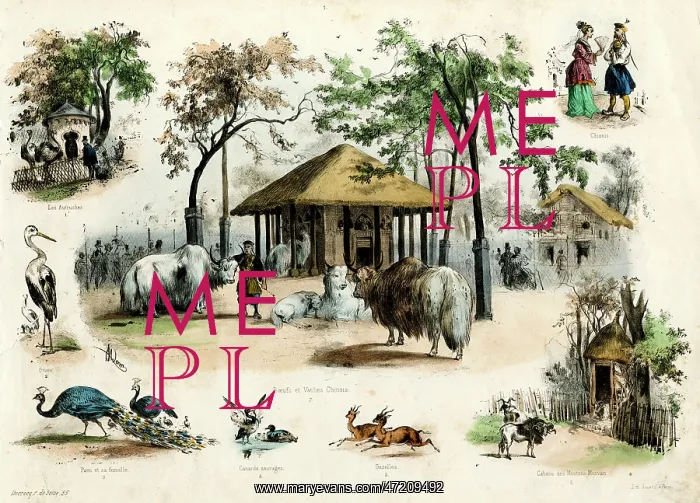  : PARIS ZOO - YAKS ETC