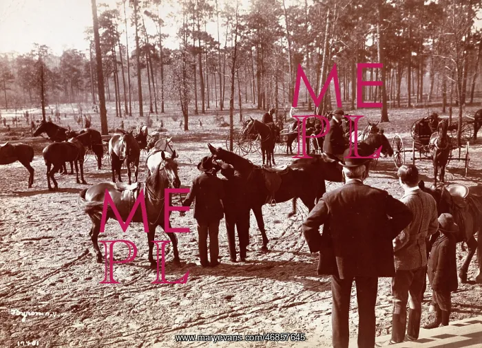 : Park in the Pines : Park in the Pines