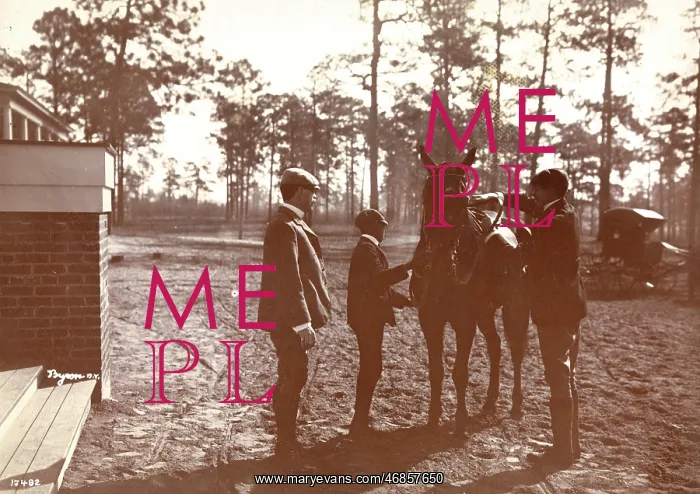: Park in the Pines : Park in the Pines