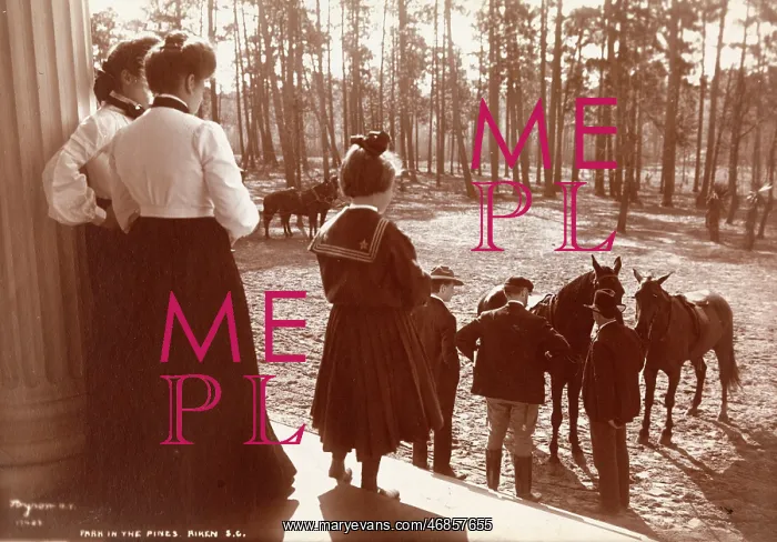 : Park in the Pines : Park in the Pines