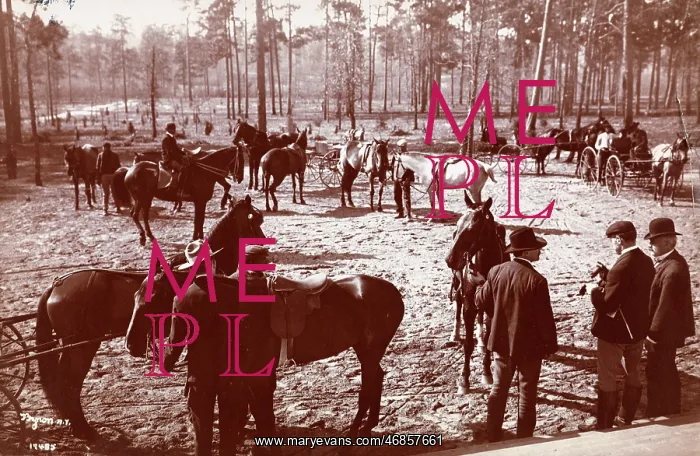  : Park in the Pines