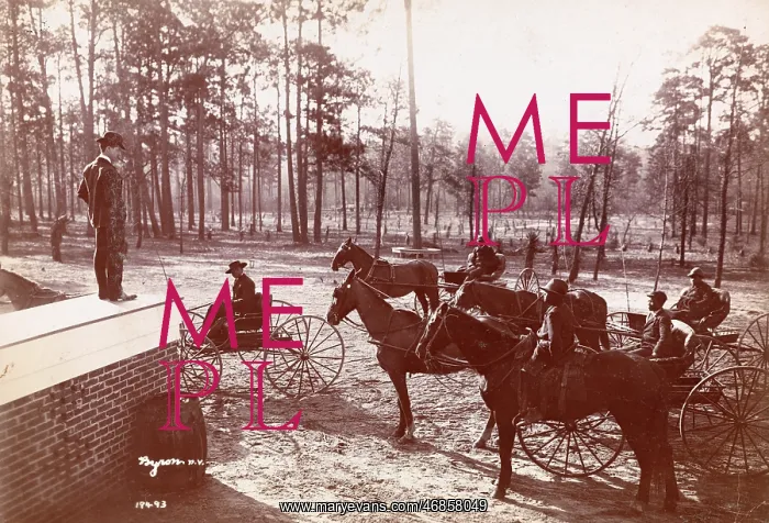 : Park in the Pines : Park in the Pines