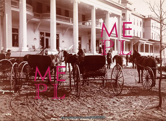 : Park in the Pines : Park in the Pines