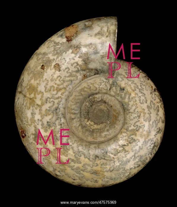: Parkinsonia dorsetensis, ammonite : Parkinsonia dorsetensis, ammonite