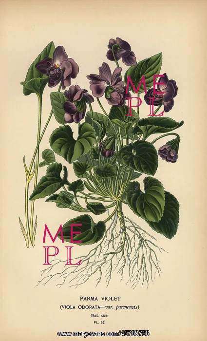  : Parma violet, Viola odorata