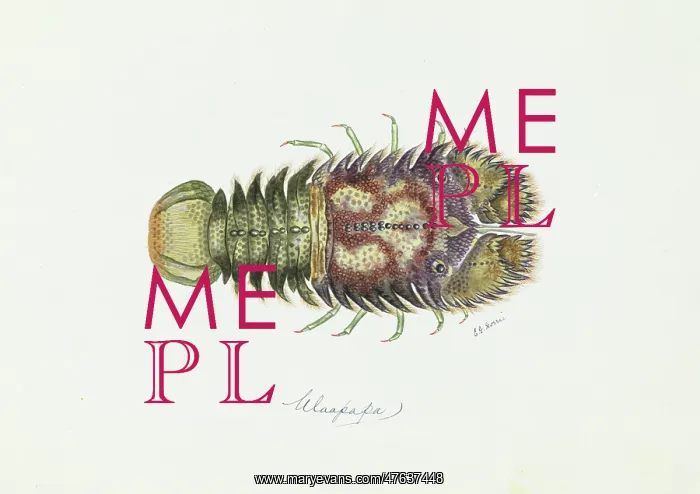 : Parribacus antarcticus, slipper lobster : Parribacus antarcticus, slipper lobster