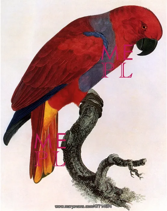 : Parrot : Parrot