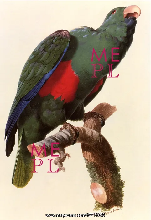  : Parrot