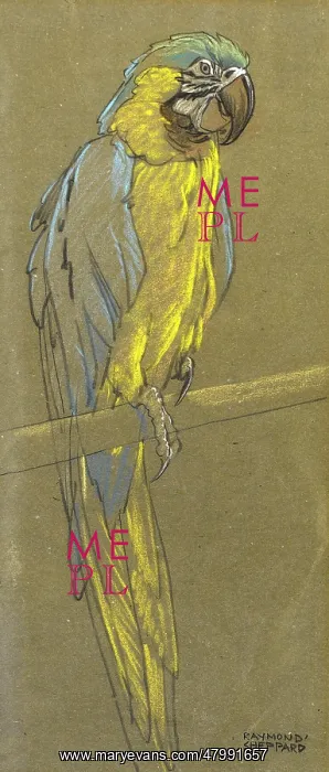  : Parrot on a branch