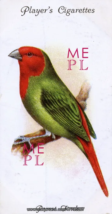  : Parrot Finch